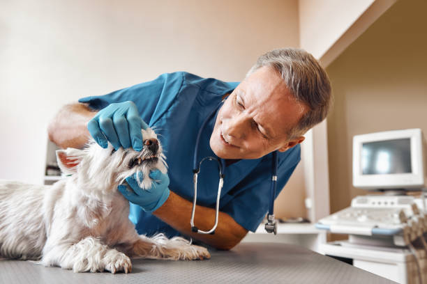 Best Mobile Emergency Dentist in Munsons Corners, NY